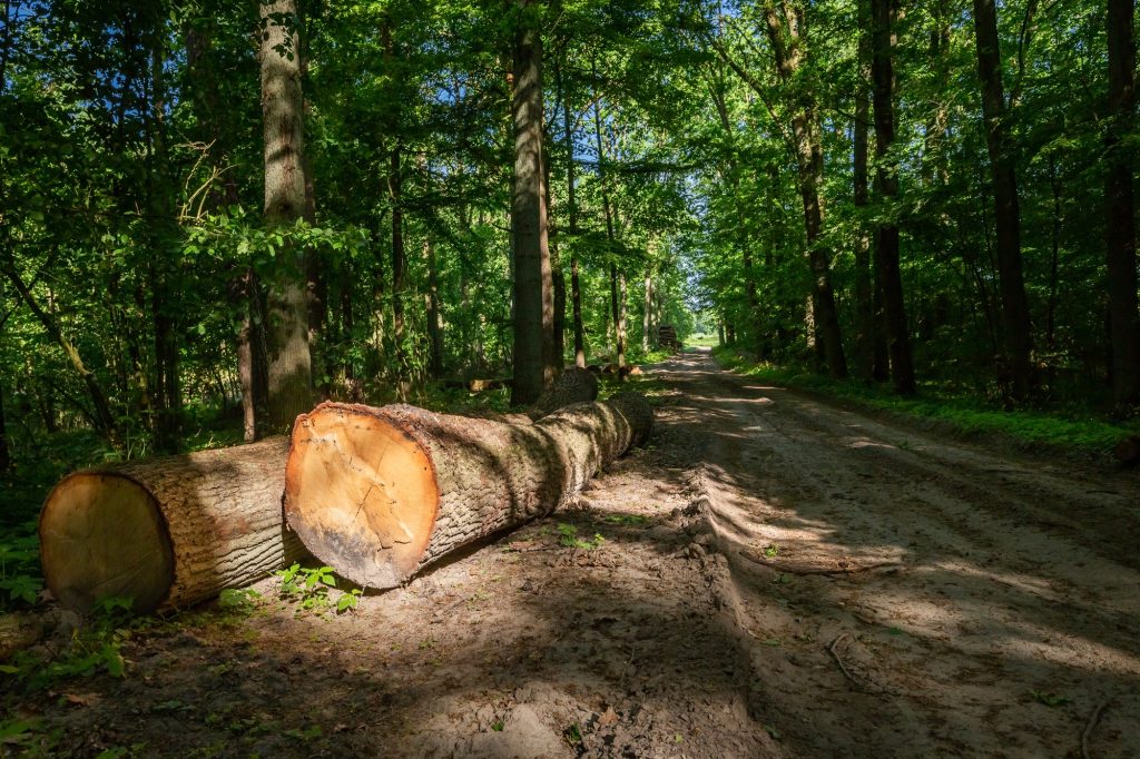 Træfældning Hillerød